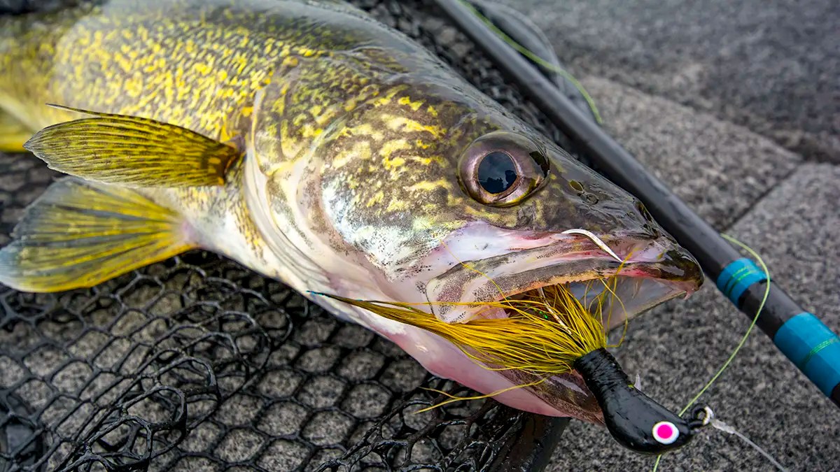 8 Best Walleye Jigs, fishing jigs
