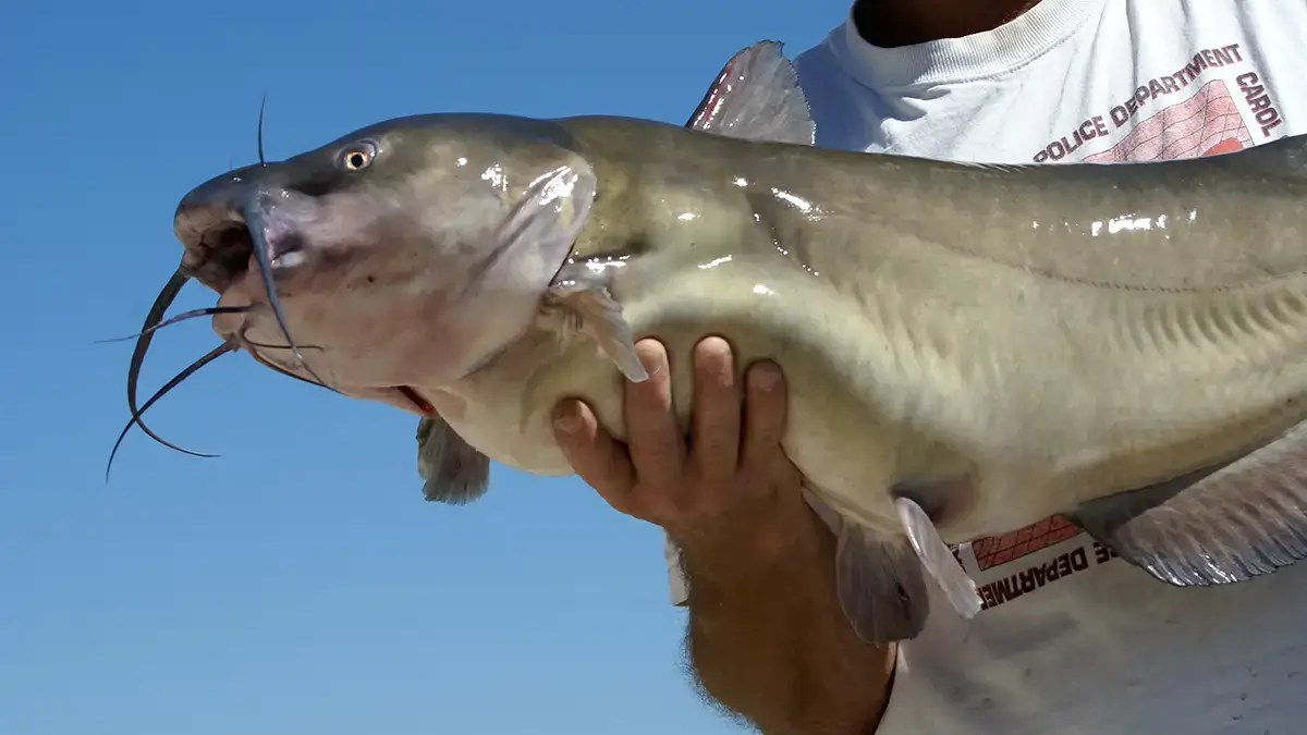 Channel Catfish The Species Guide Wired2Fish