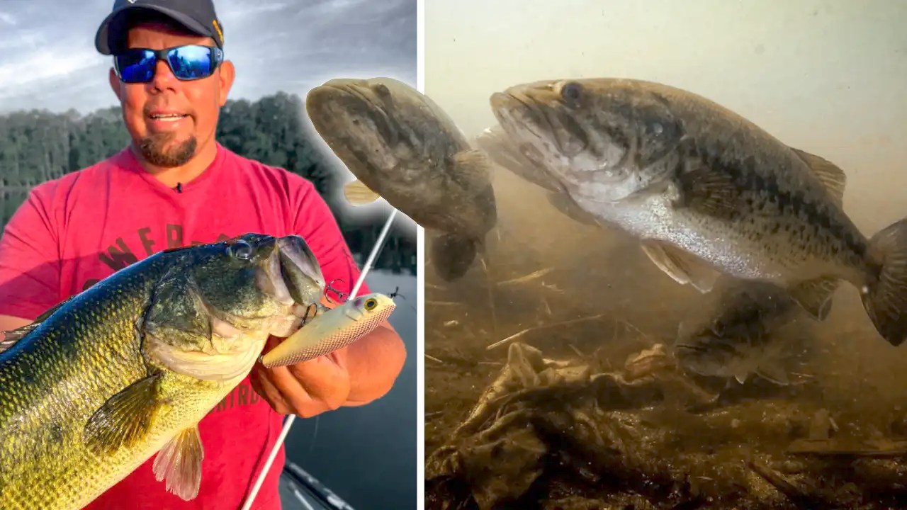 Topwater Tactics with Walking Baits Shad Spawn Bass Wired2Fish