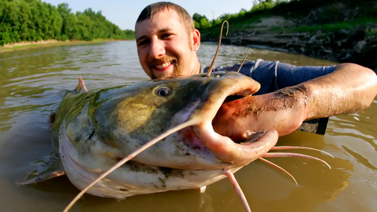 Flathead Catfish A Comprehensive Species Guide Wired2Fish