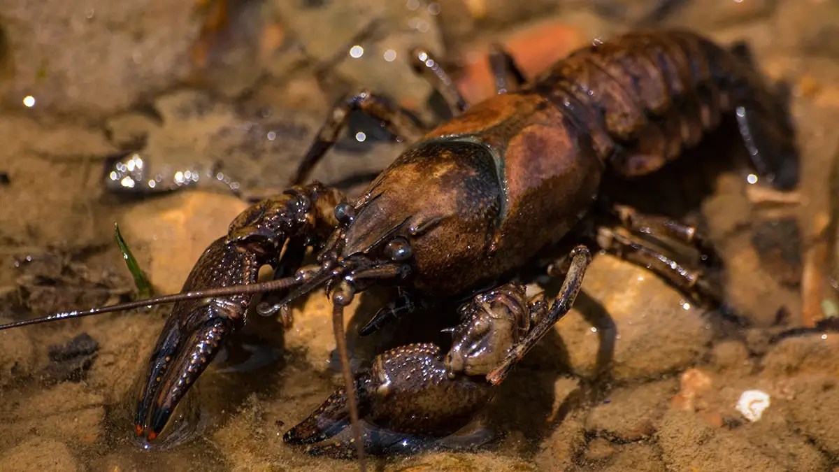 Best Catfish Baits Wired2Fish