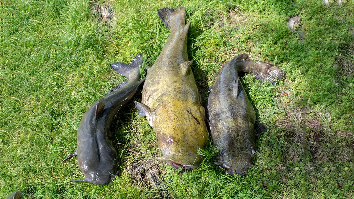 Flathead Catfish A Comprehensive Species Guide Wired2Fish