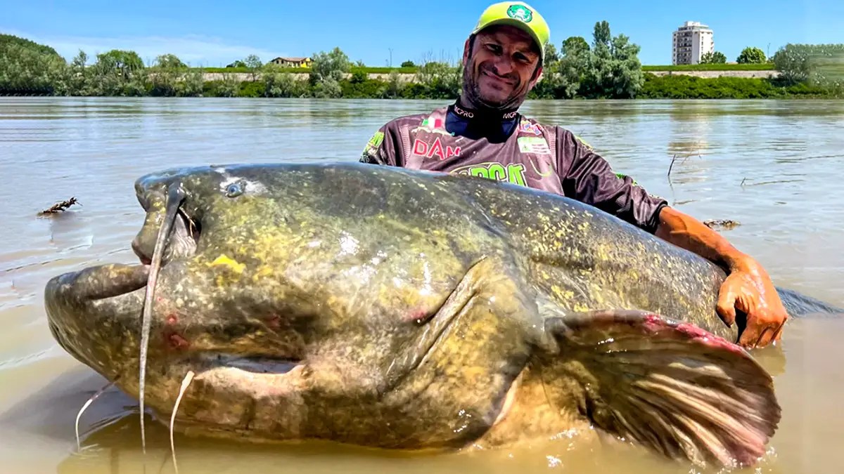 Angler Catches Potential New World Record Catfish Wired2Fish