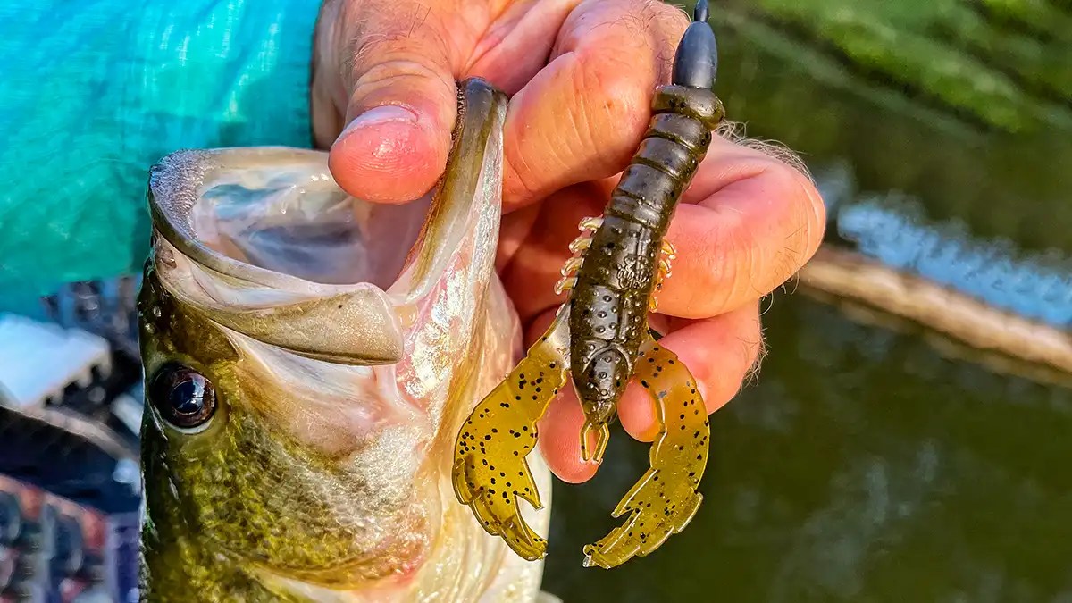 Yamamoto Yama Craw Review Wired2Fish