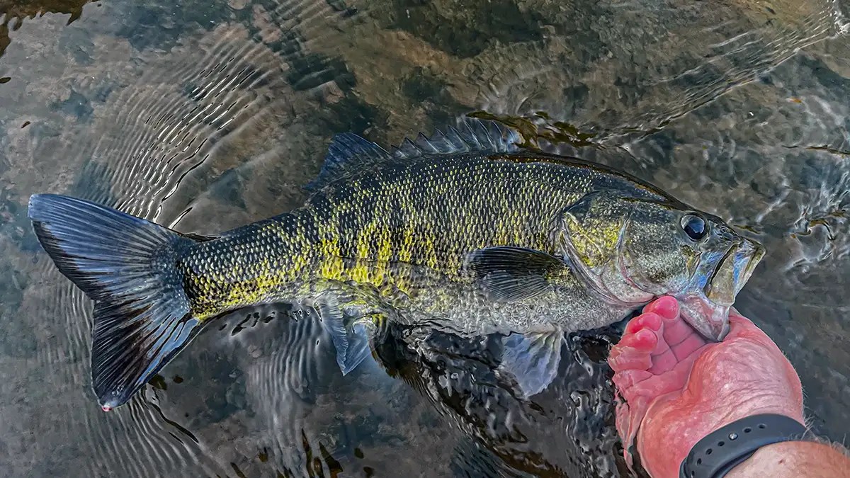 How and Where to Catch Shoal Bass Wired2Fish