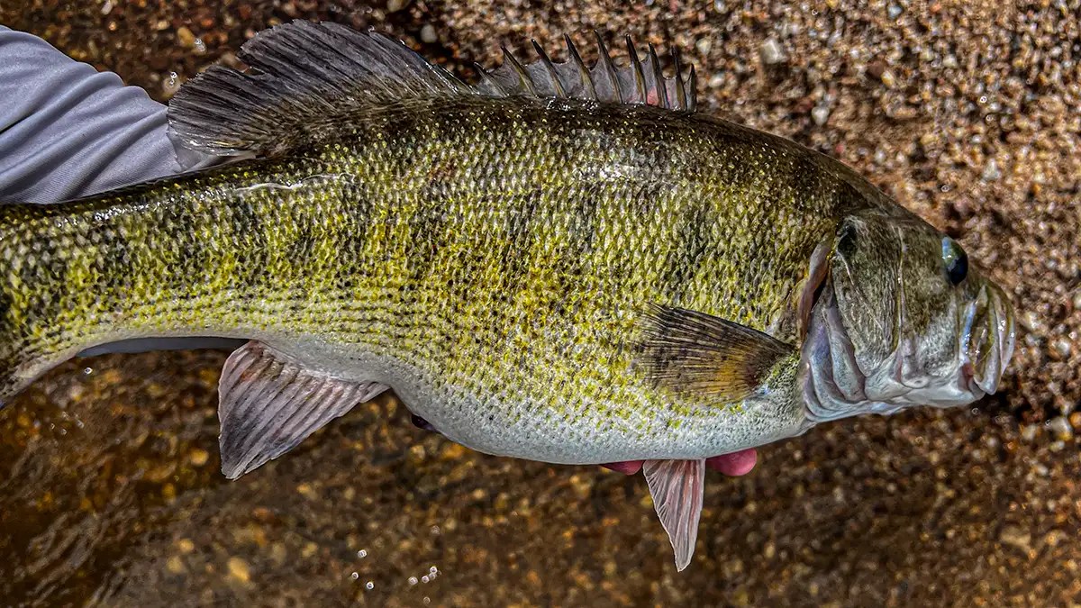 How and Where to Catch Shoal Bass Wired2Fish