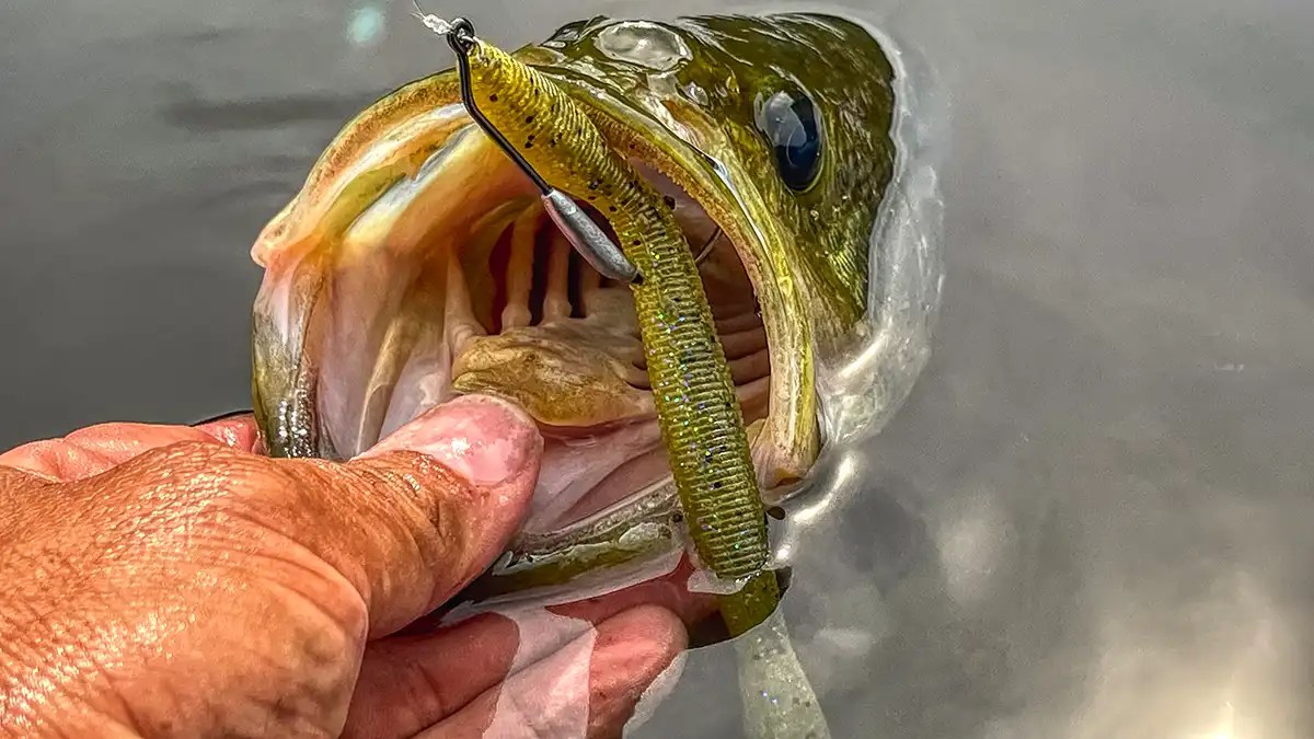 Perfection Lures David Dudley Wacky Worm Review Wired2Fish