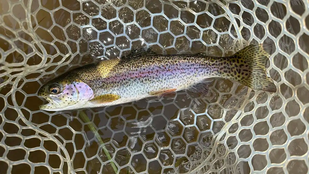 Rainbow Trout A Comprehensive Species Guide Wired2Fish