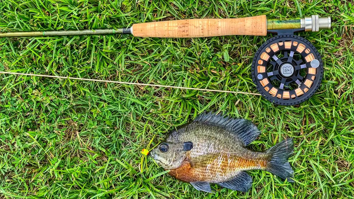 Flyfishing for Bluegills Best Way to Begin Fly Fishing Wired2Fish