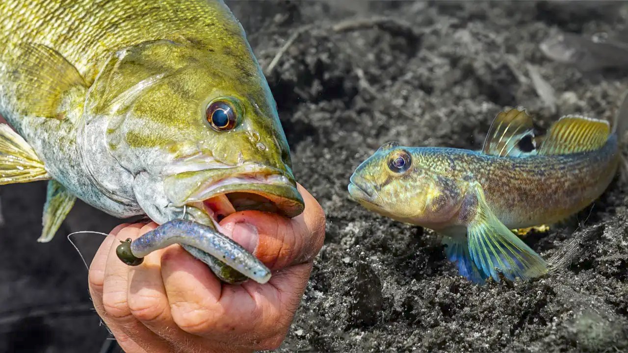 Best ZMan Colors for Smallmouth on Goby Fisheries Wired2Fish