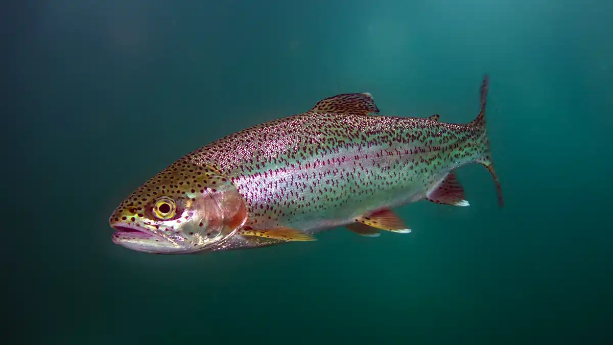 Rainbow Trout A Comprehensive Species Guide Wired2Fish