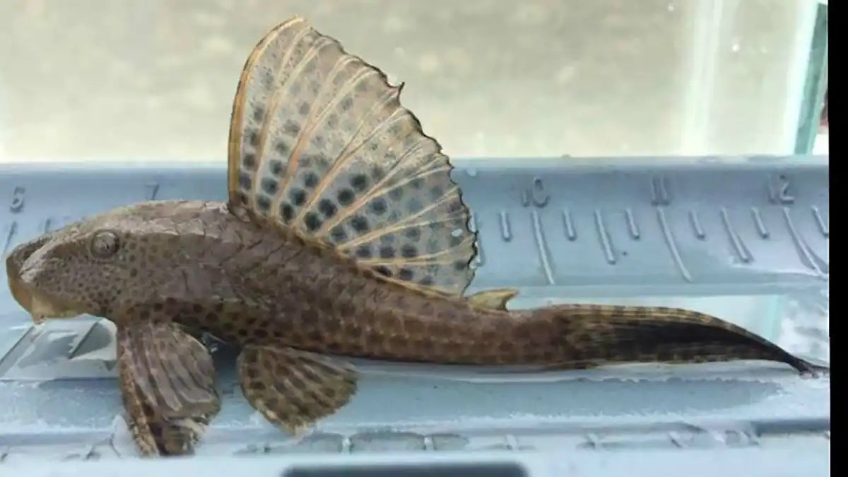 Types of Catfish and How to Identify Them Wired2Fish