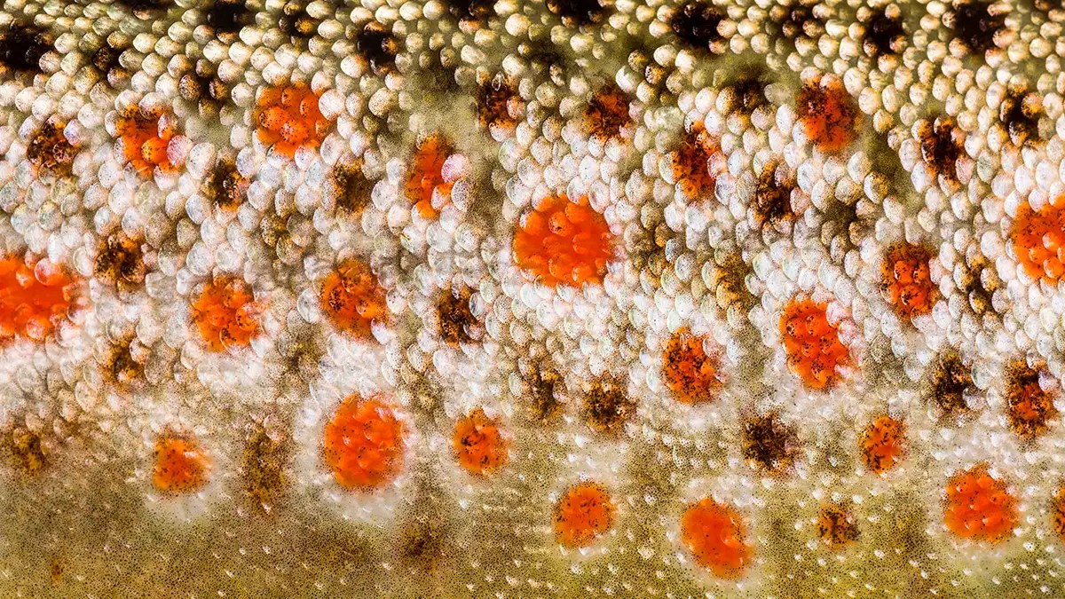 Types of Trout and How to Identify Them Wired2Fish