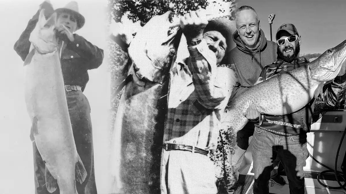 The World Record Musky Biggest Muskies Ever Caught Wired2Fish