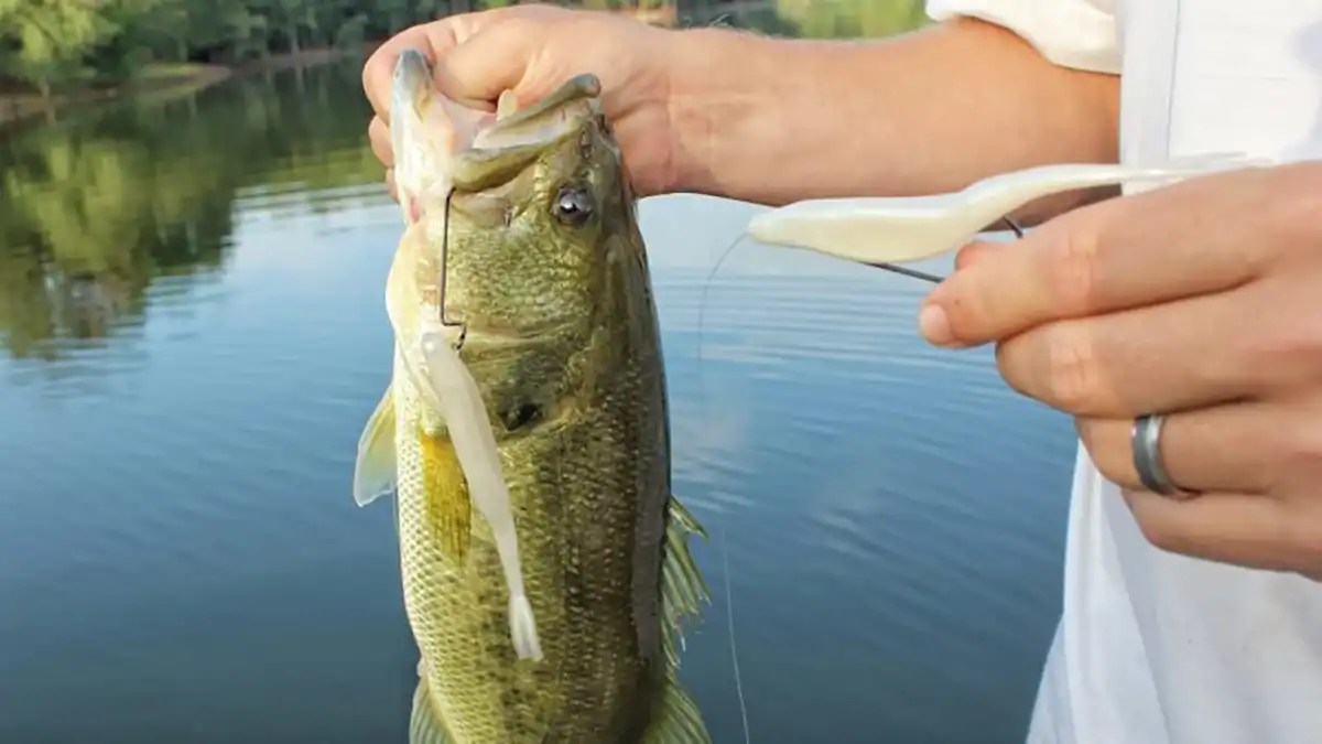 The Best Bass Fishing Rigs and Setups Wired2Fish