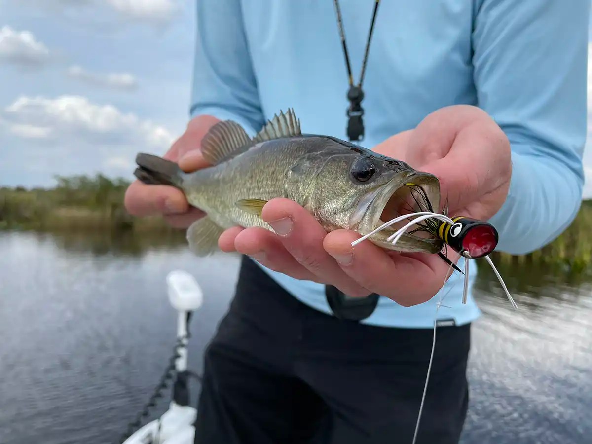 Fly Fishing for Largemouth Bass Wired2Fish