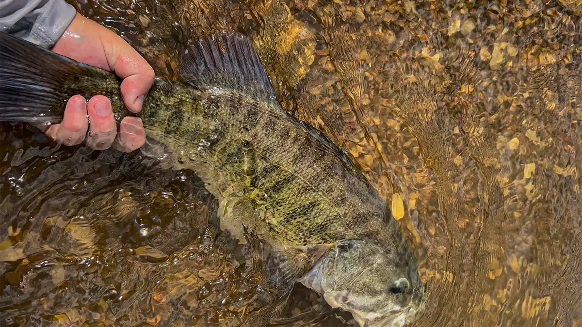 When to Fish Deep During the Spawn Wired2Fish