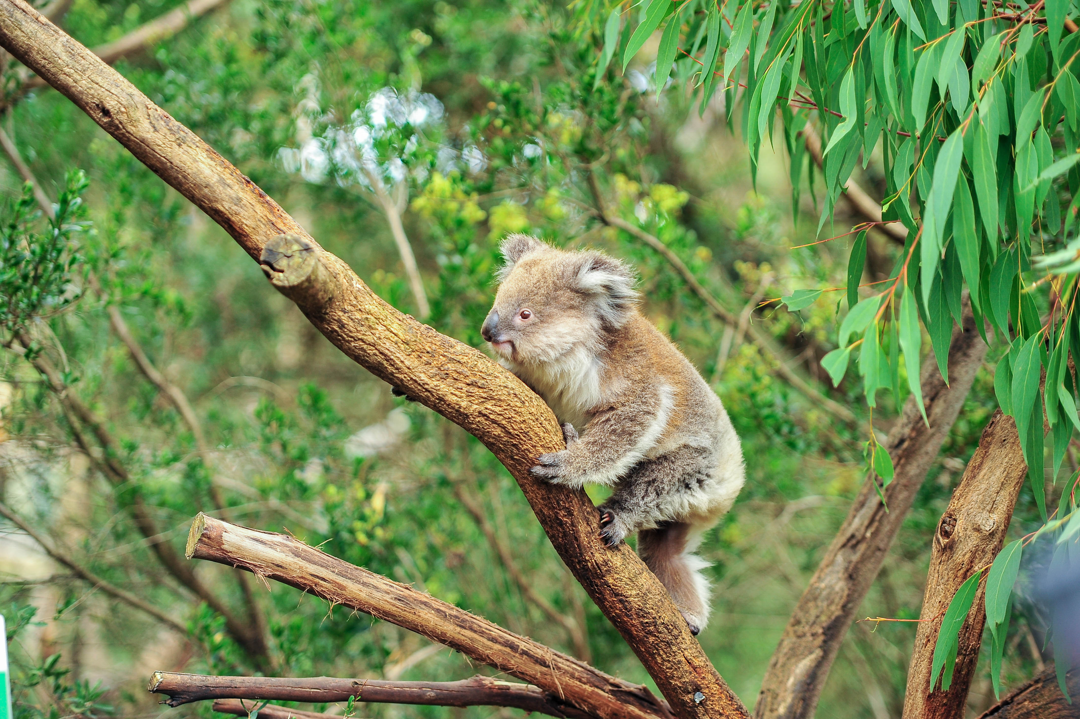 Koala WWFAustralia Koala WWF Australia