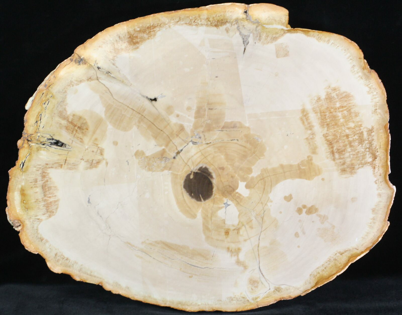 14" Petrified Wood Slab Sweet Home, Oregon (22975) For Sale