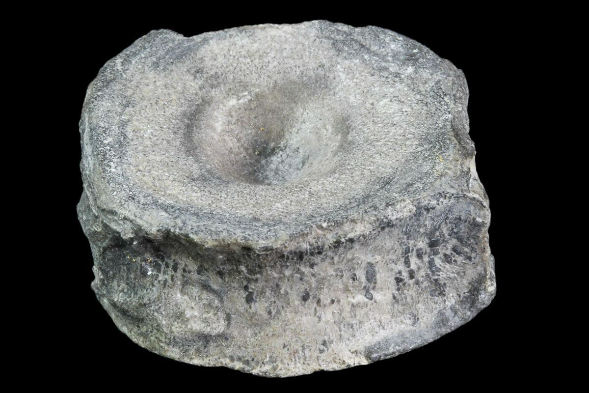 1" Juvenile Ichthyosaur Vertebra - South Wales (#86653) For Sale