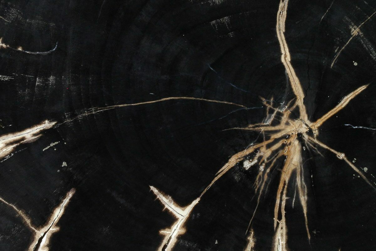 8" Polished Petrified Wood (Sloanea) Slab with Pyrite Texas For Sale (166515)