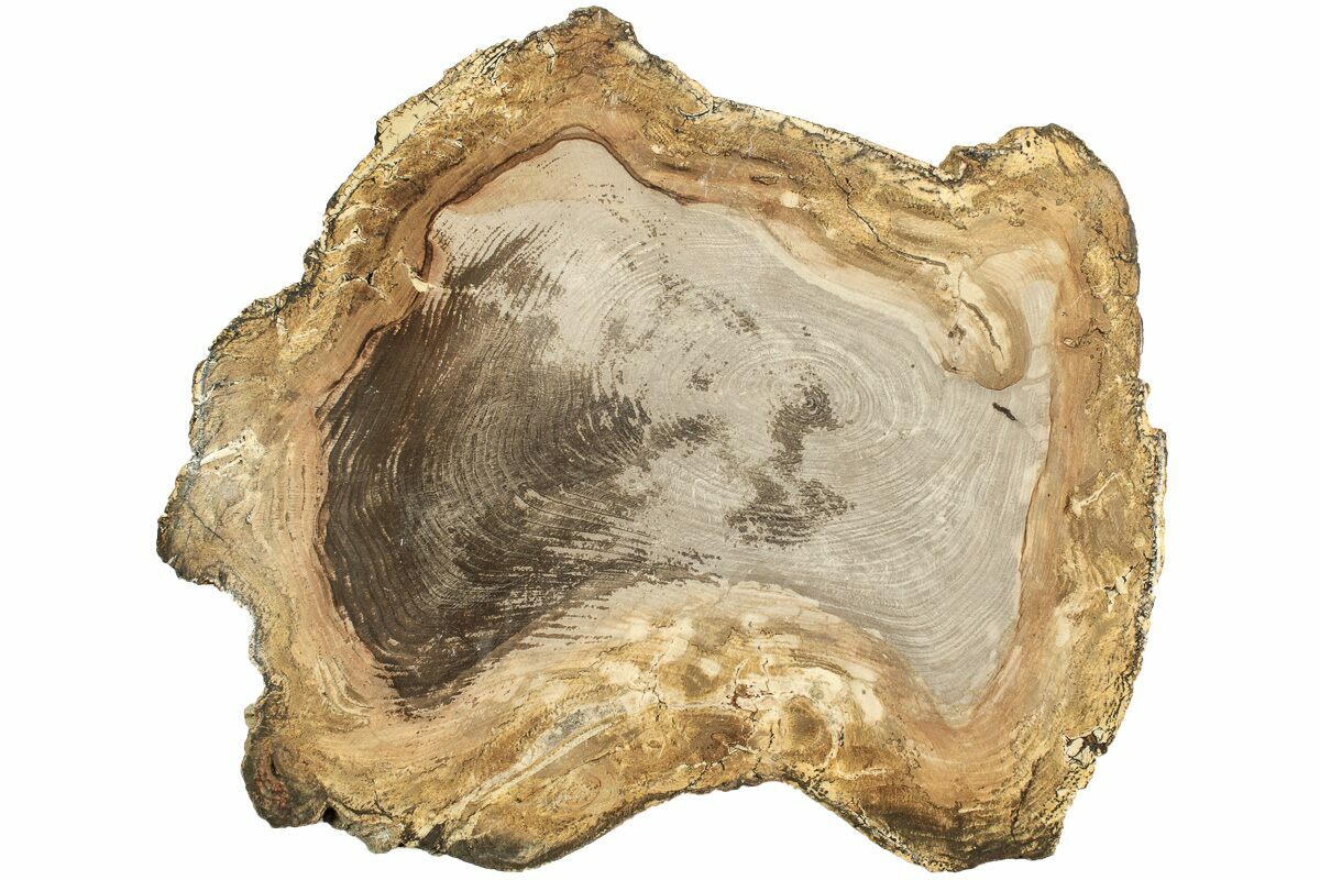 7.9" Polished Petrified Wood Round Sweet Home, Oregon (214941) For