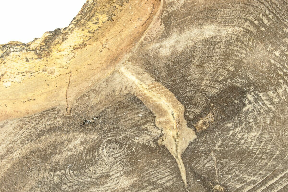 8.6" Polished Petrified Wood Round Sweet Home, Oregon (257808) For