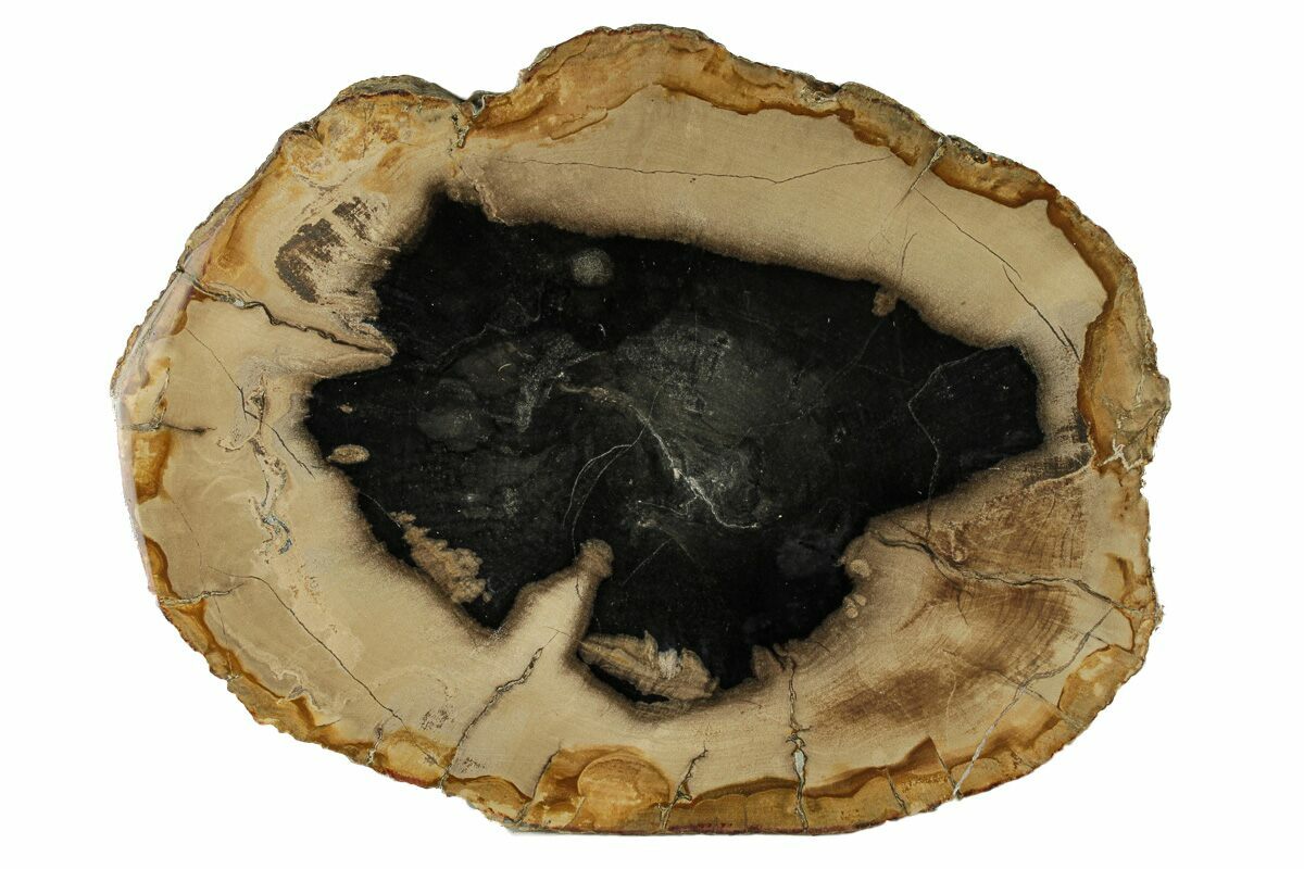7.6" Polished Petrified Wood Round Sweet Home, Oregon (257826) For