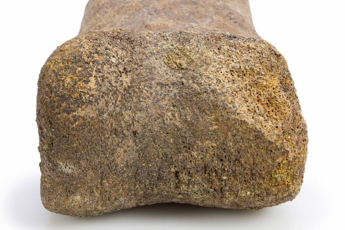 6.6" Partial Theropod Dinosaur Metatarsal Wyoming (306853) For Sale