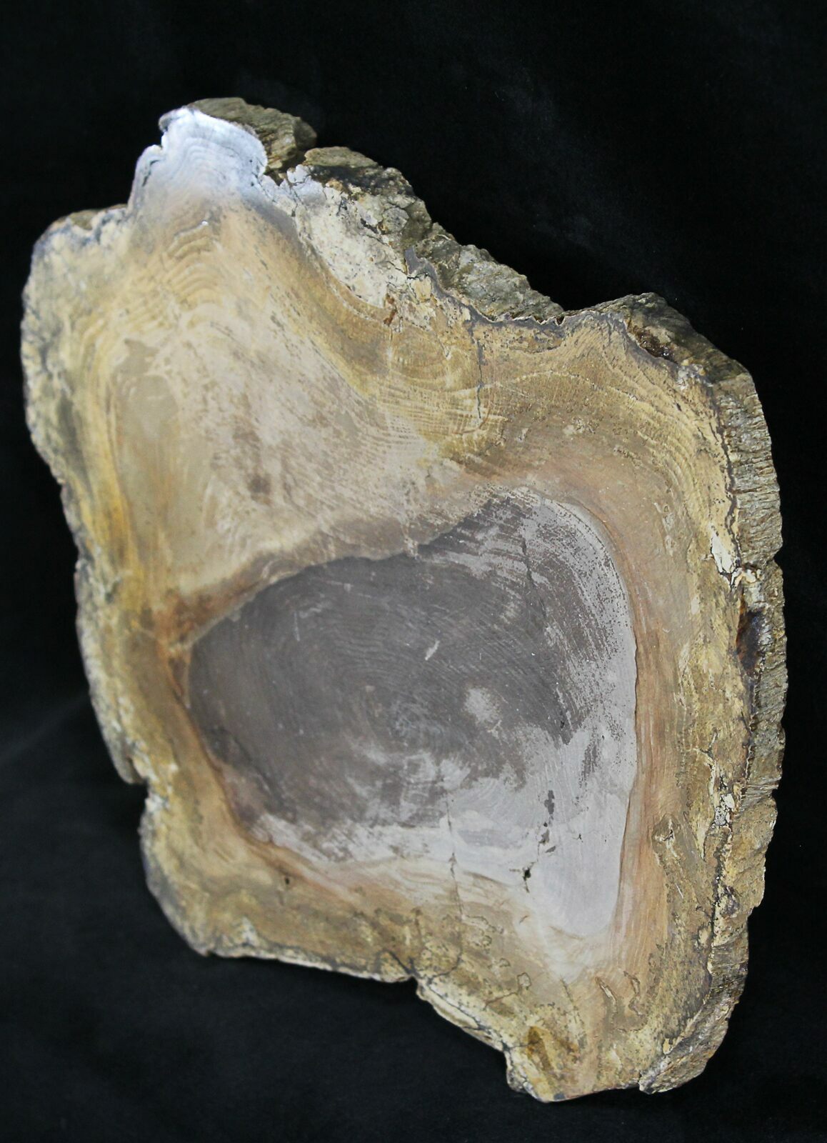 8" Polished Petrified Wood Round Sweethome, Oregon (25854) For Sale