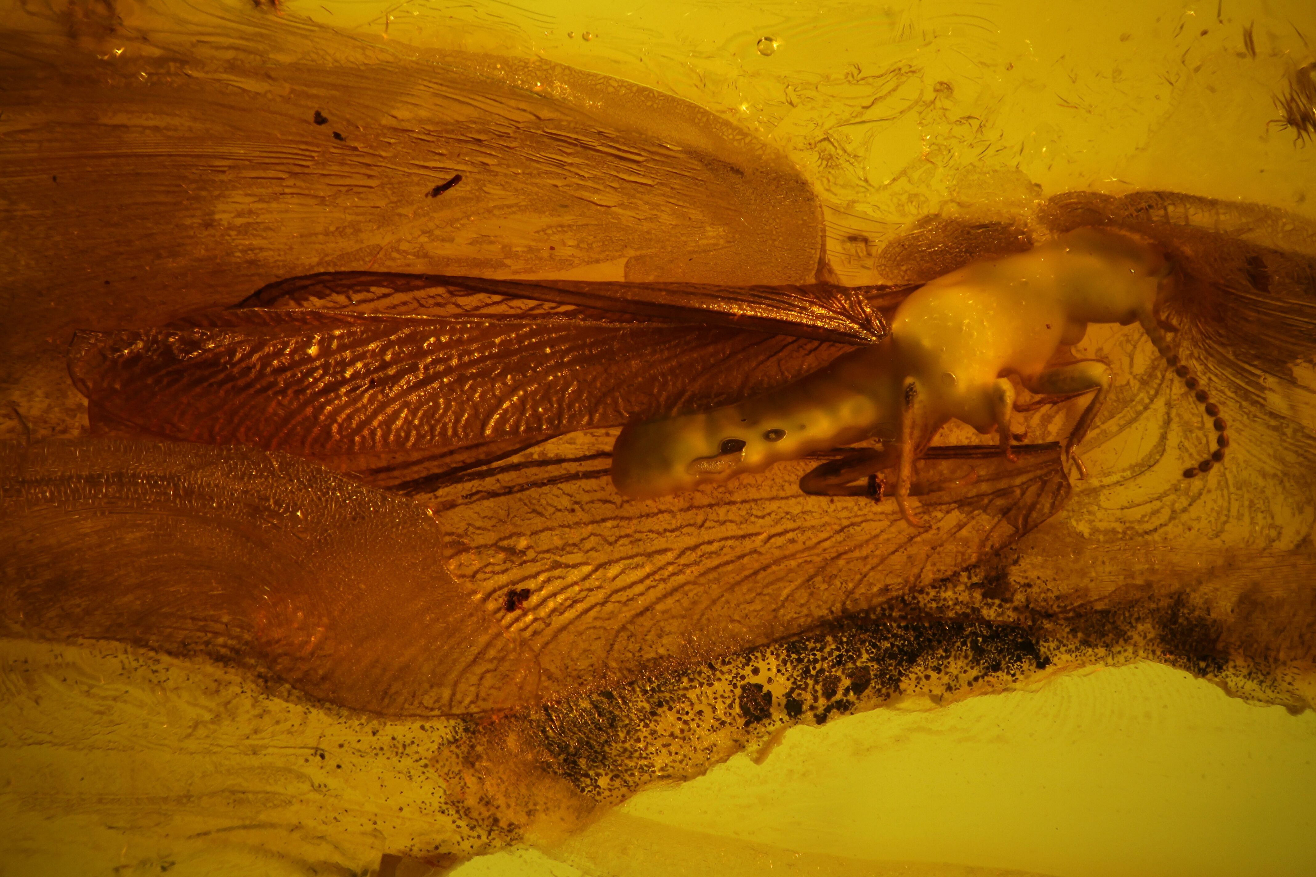 Detailed Fossil Winged Termite (Isoptera) In Baltic Amber