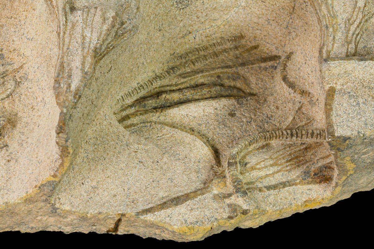 10.8" Plate Of Ordovician Crinoid Fossils Marzane, Morocco For Sale (171270)