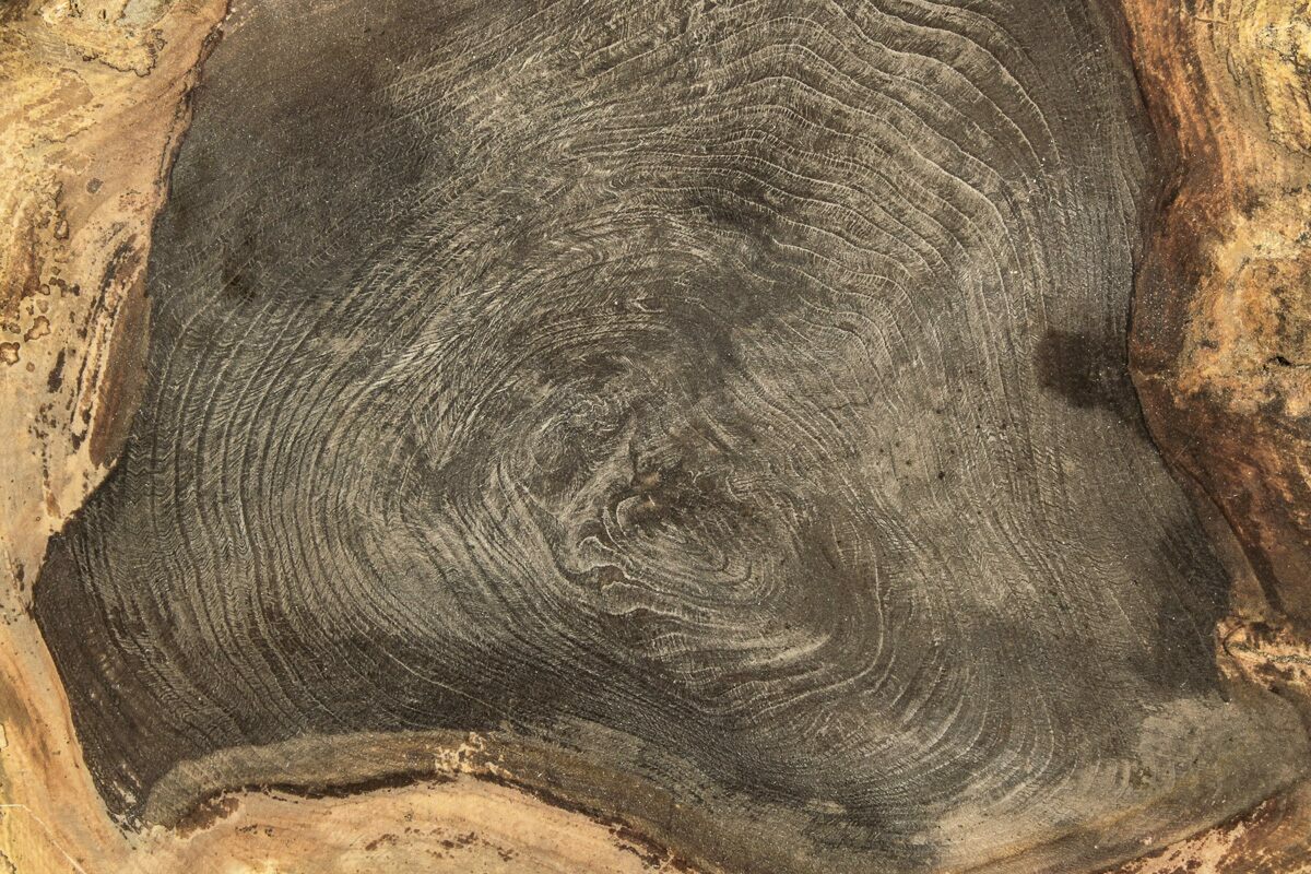 6.3" Polished Petrified Wood Round Sweet Home, Oregon (214966) For