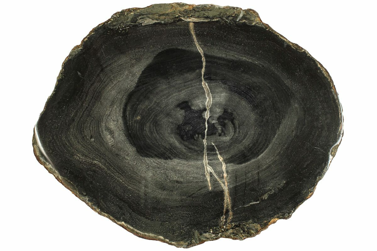 8.5" Polished Petrified Wood Round Sweet Home, Oregon (214968) For