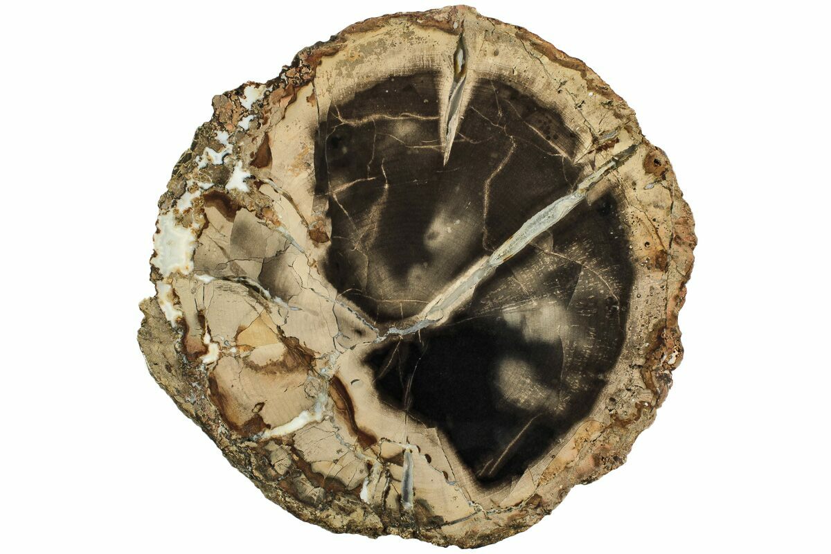 7.5" Polished Petrified Wood Round Sweet Home, Oregon (214987) For