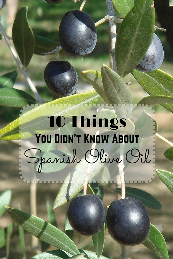 10 Things You Didn’t Know About Spanish Olive Oil Devour Tours