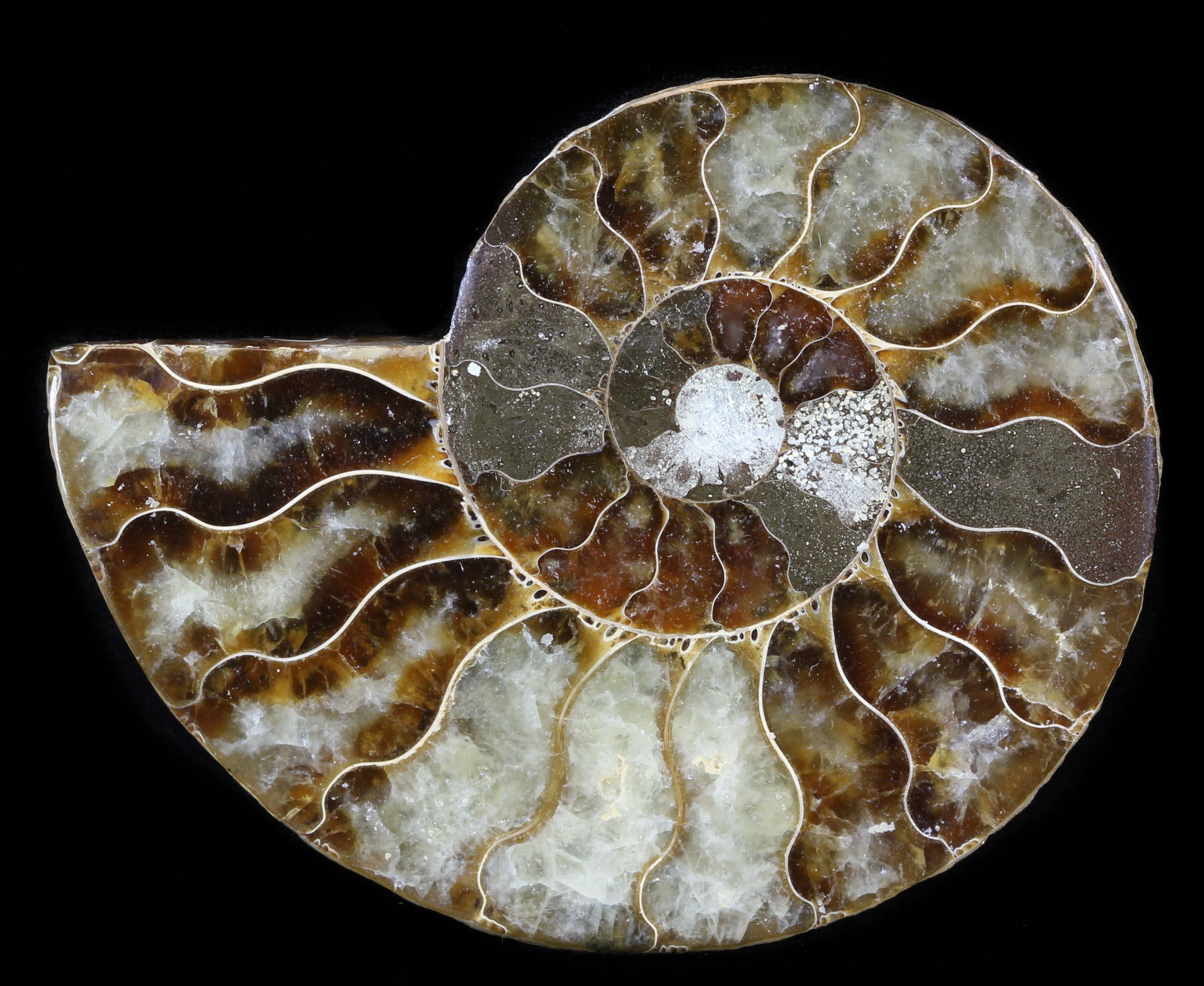 3" Agatized Ammonite Fossil (Half) (38781) For Sale
