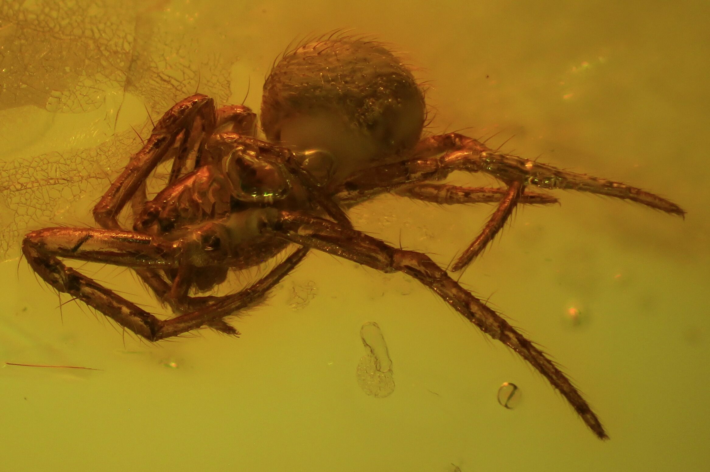Two Fossil Spiders (Aranea) In Baltic Amber For Sale