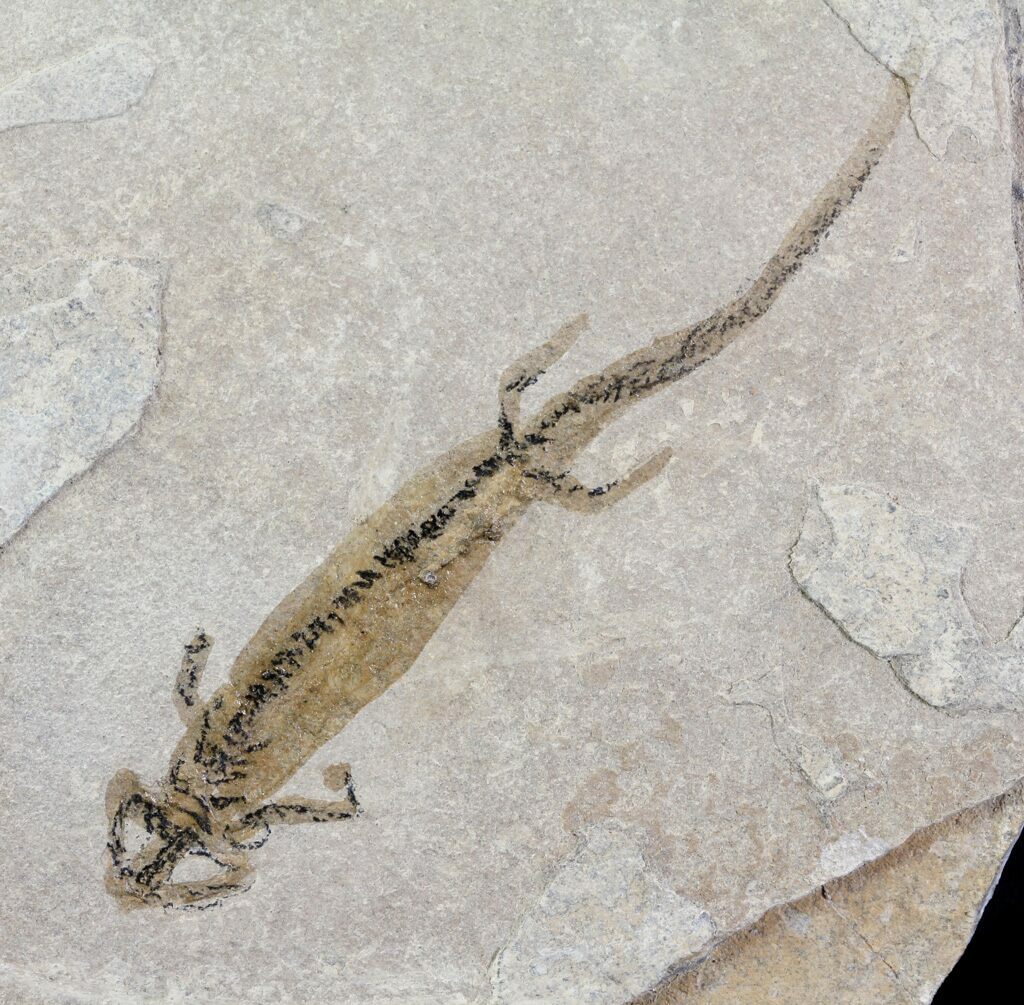 2.4" Permian Branchiosaur (Amphibian) Fossil Germany For