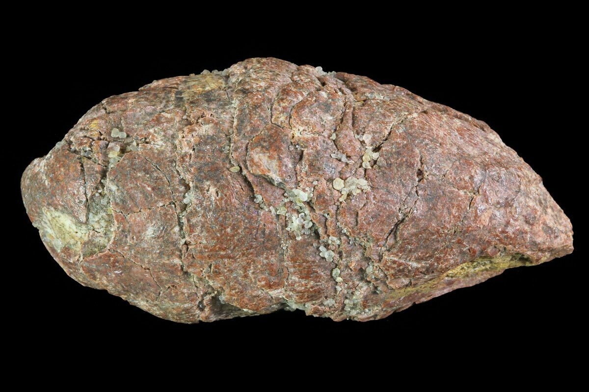 1.8" Cretaceous Fish Coprolite (Fossil Poop) Kem Kem Beds (72838
