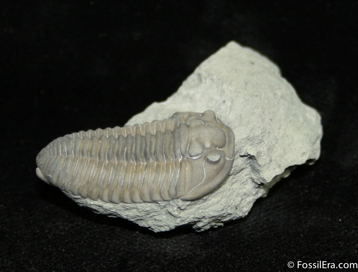 Inch Long Prone Flexicalymene Mt. Orab, Ohio (1004) For Sale