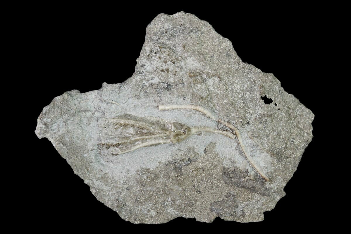.8" Fossil Crinoid (Dichocrinus) Gilmore City, Iowa (149024) For