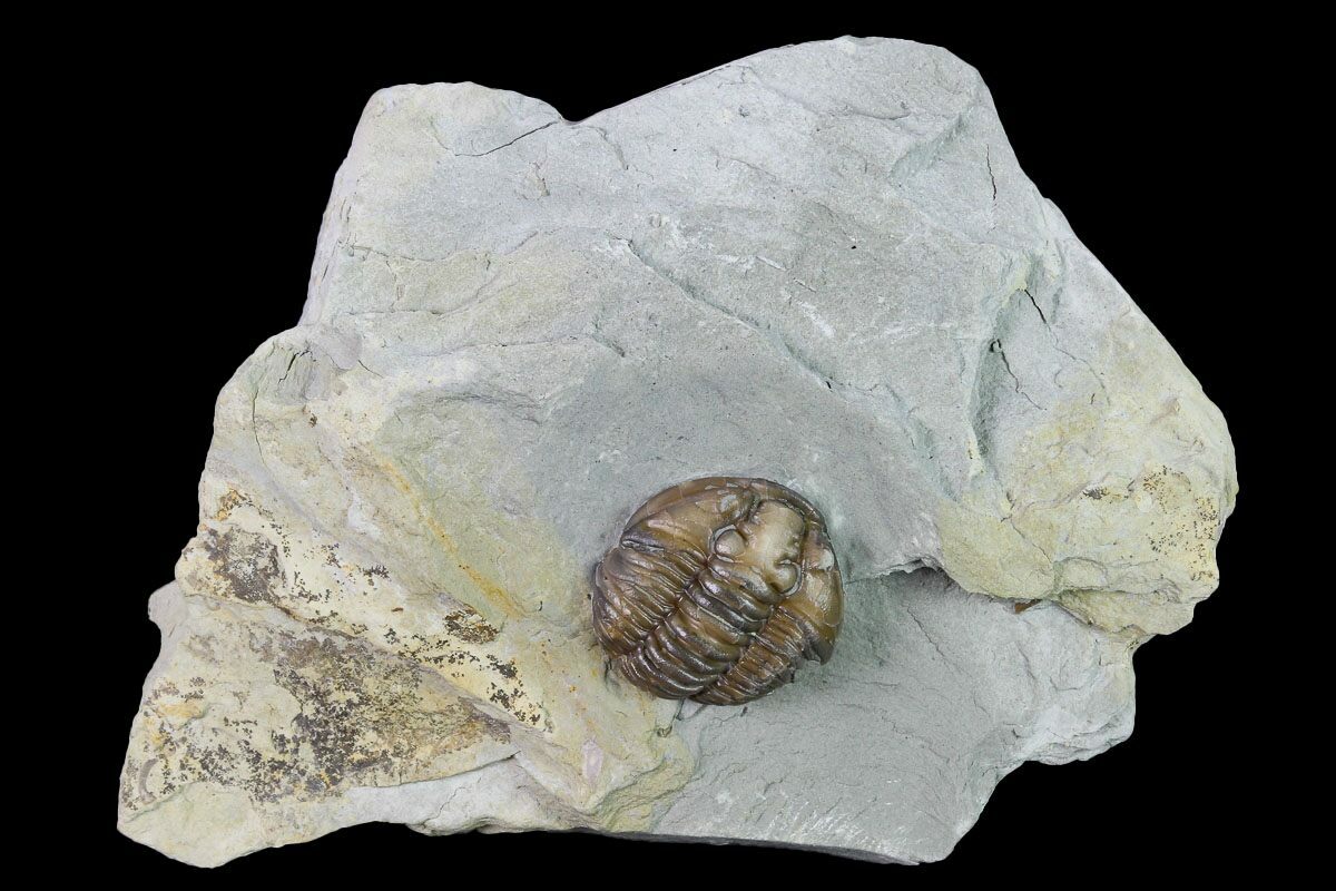 Bargain, .66" Flexicalymene Trilobite Mt. Orab, Ohio (165366) For