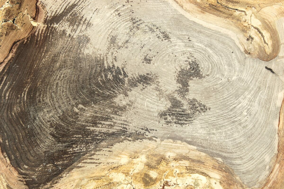 7.9" Polished Petrified Wood Round Sweet Home, Oregon (214941) For