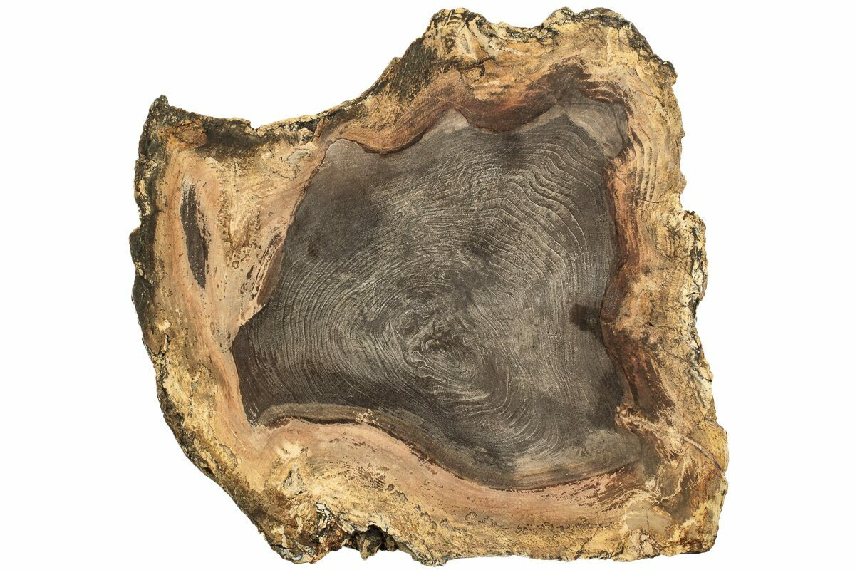 6.3" Polished Petrified Wood Round Sweet Home, Oregon (214966) For