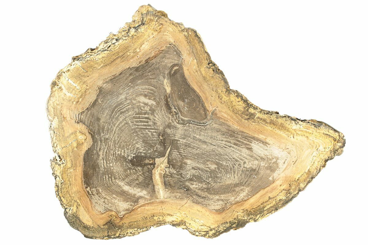 8.6" Polished Petrified Wood Round Sweet Home, Oregon (257808) For