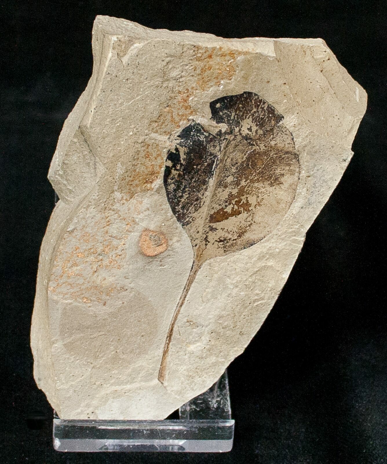 Unidentified Fossil Leaf Green River Formation (16832) For Sale