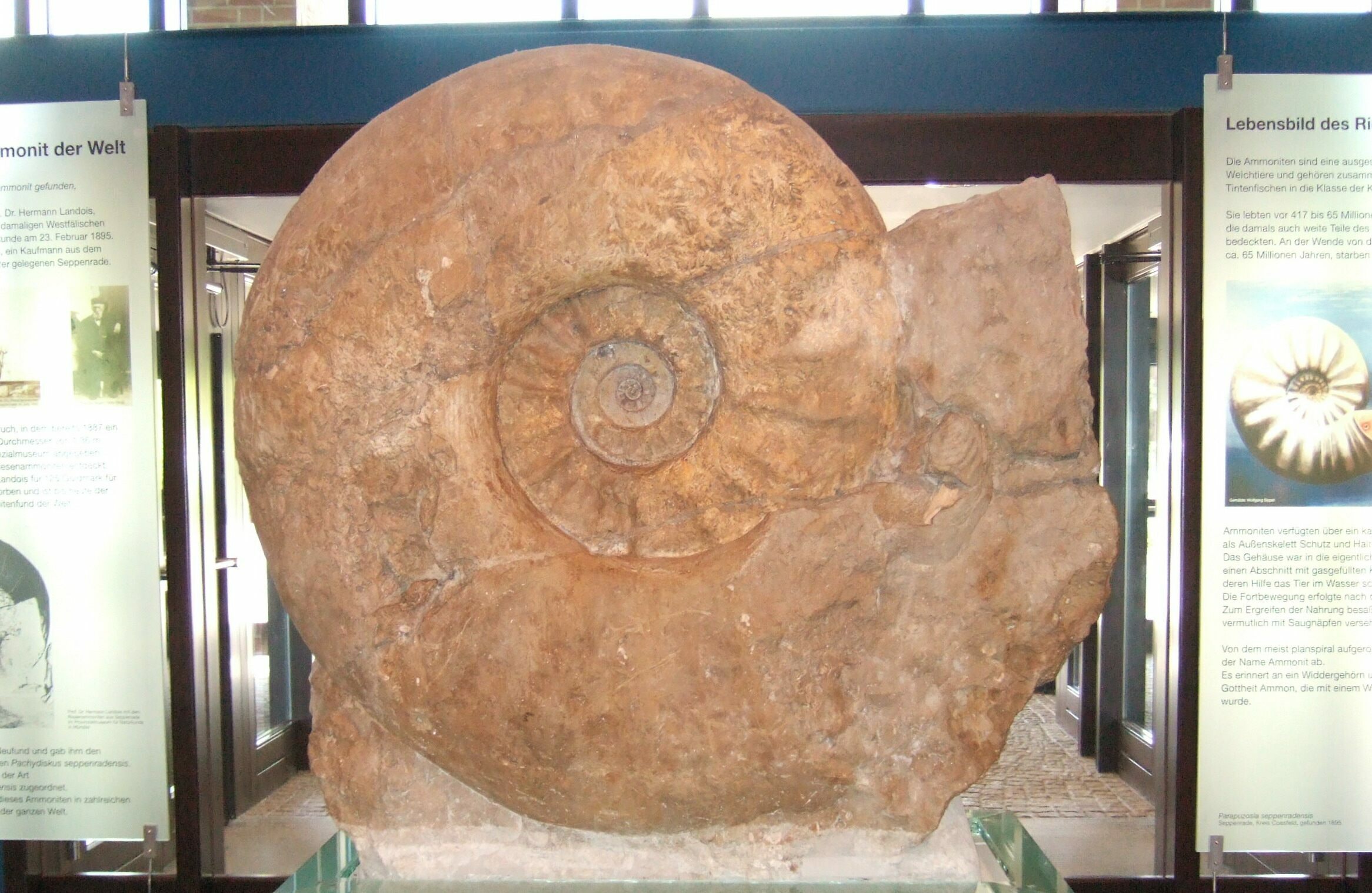 What Is The Largest Ammonite Ever Found?