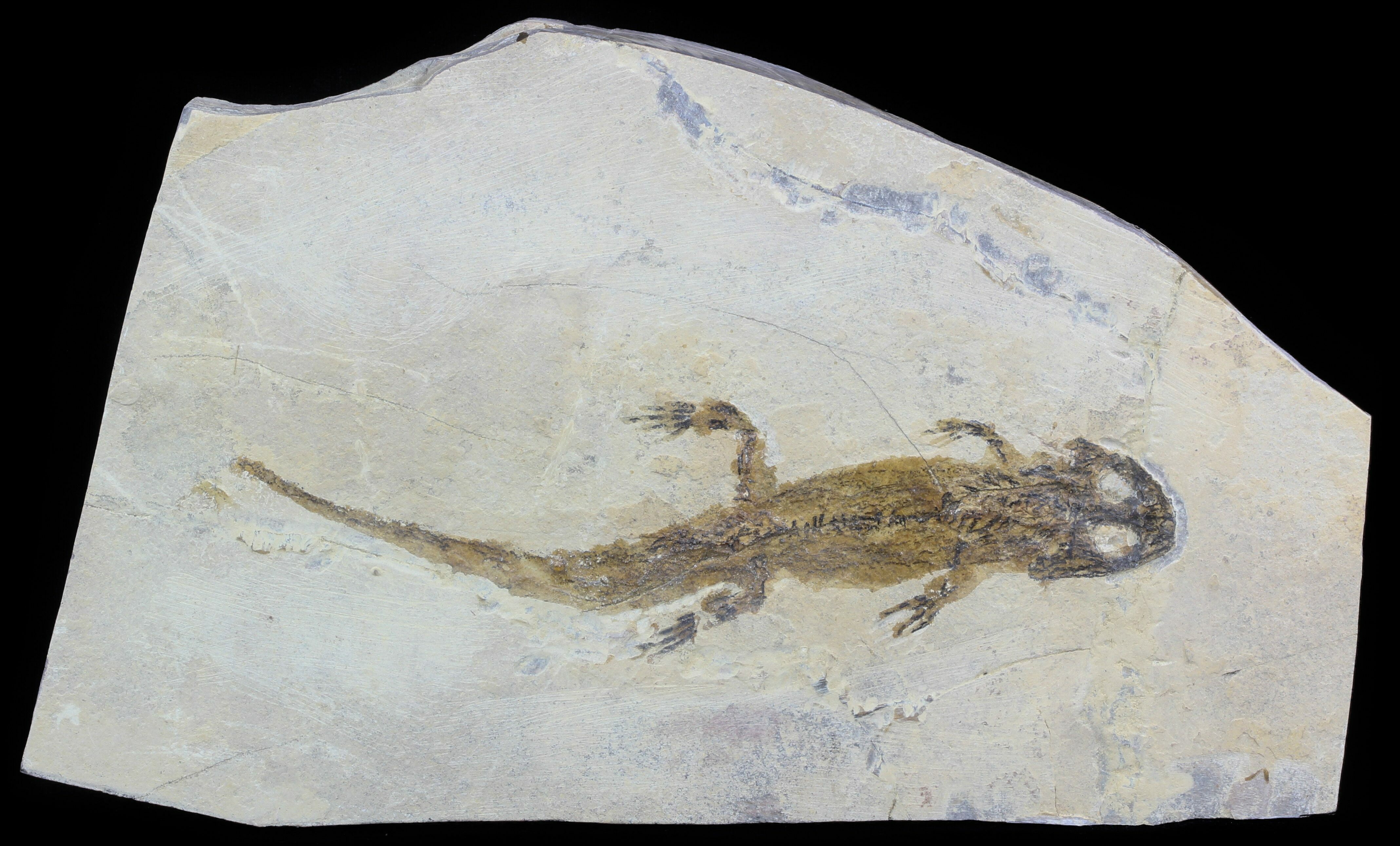 6.9" Permian Amphibian (Sclerocephalus) Pfalz, Germany