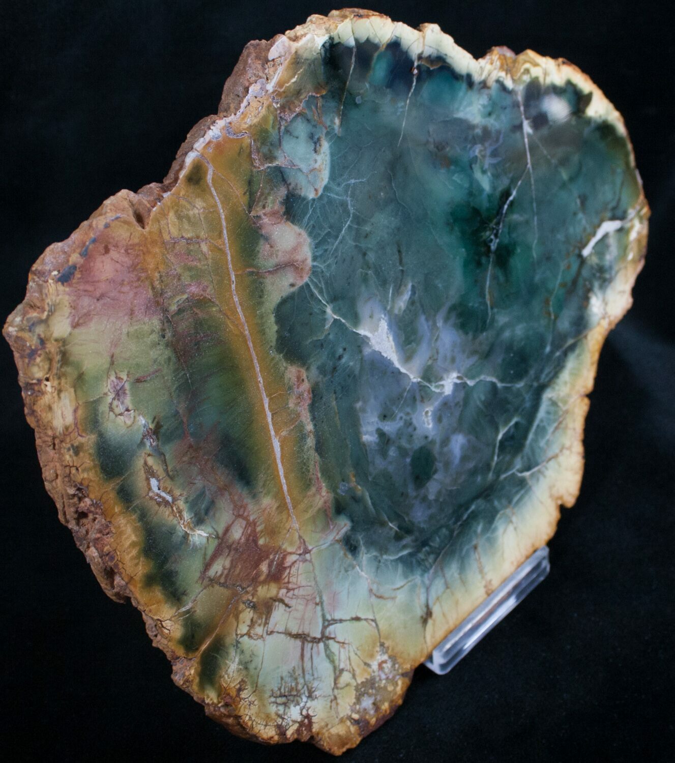 Emerald Green Zimbabwe Petrified Wood Slice (7803) For Sale